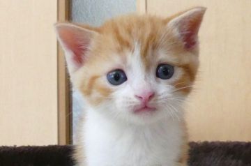 スコティッシュストレート【北海道・男の子・2018年11月28日・レッドタビー&ホワイト】の写真「人気の色味！レットタビー＆ホワイト！」