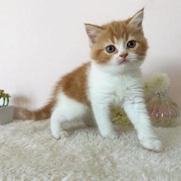 スコティッシュフォールド(立ち耳)【北海道・女の子・2022年11月23日・レッドタビー&ホワイト】の写真「1番人気レッドタビー＆ホワイトの女の子✨」