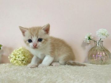 スコティッシュフォールド(立ち耳)【北海道・男の子・2021年5月6日・クリームタビー&ホワイト】の写真「人気のクリームタビー✨」