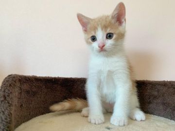 スコティッシュフォールド(立ち耳)【北海道・男の子・2019年5月1日・クリーム&ホワイト】の写真「✨SUMMERセール✨5月1日！令和生まれ✨」