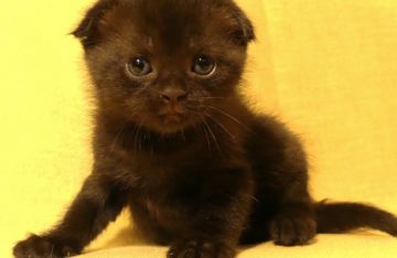 スコティッシュフォールド(折れ耳)【北海道・男の子・2018年2月21日・ブラック】の写真「とってもかわいい幸せを呼ぶクロネコ！」