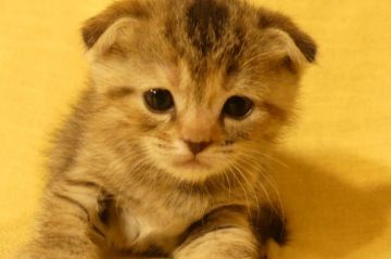 スコティッシュフォールド(折れ耳)【北海道・女の子・2018年2月21日・ブラウンタビー】の写真「4人兄妹の中で1番おっとりさん！」