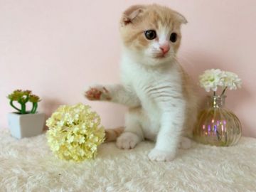 スコティッシュフォールド(折れ耳)【北海道・男の子・2020年5月31日・クリームタビー&ホワイト】の写真「抱っこ大好きふわふわな男の子✨」