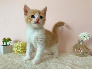 スコティッシュフォールド(立ち耳)【北海道・男の子・2020年5月31日・クリームタビー&ホワイト】の写真「人懐っこいイケメンくん✨」