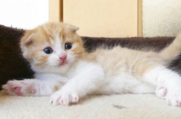 スコティッシュフォールド(折れ耳)【北海道・男の子・2019年2月2日・レッドタビー&ホワイト】の写真「まるふわの可愛い男の子！」