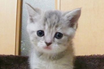 スコティッシュフォールド(立ち耳)【北海道・女の子・2019年3月25日・ブルーパッチドタビー&ホワイト】の写真「綺麗な毛色！」