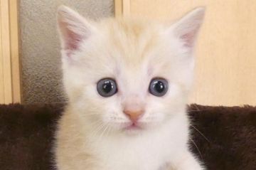 スコティッシュストレート【北海道・男の子・2018年9月1日・レッドタビー&ホワイト】の写真「うちで目が一番大きくてクリクリの男の子！」