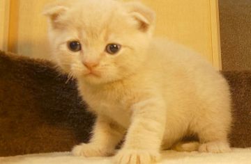 スコティッシュフォールド(折れ耳)【北海道・男の子・2018年4月22日・クリーム】の写真「色味がとても可愛い男の子！」