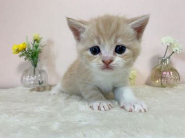 スコティッシュフォールド(立ち耳)【北海道・男の子・2019年10月2日・クリームタビー&ホワイト】の写真「タレ目がかわいい！ハンサムな男の子！✨」