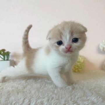 スコティッシュフォールド(折れ耳)【北海道・男の子・2022年10月9日・クリームタビー&ホワイト】の写真「人気のクリームタビー＆ホワイトの男の子✨」