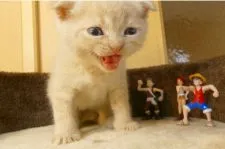 スコティッシュフォールド(折れ耳)【北海道・男の子・2018年4月22日・クリーム】の写真3