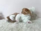 スコティッシュフォールド(折れ耳)【北海道・女の子・2024年2月28日・レッドタビー&ホワイト】の写真4