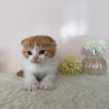 スコティッシュフォールド(折れ耳)【北海道・男の子・2025年9月21日・レッドタビー&ホワイト】の写真「人気のレッドタビー＆ホワイトの男の子✨」