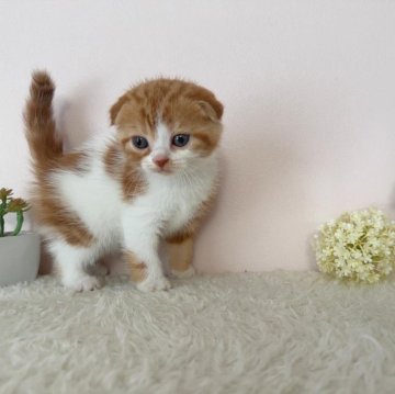 スコティッシュフォールド(折れ耳)【北海道・女の子・2025年9月21日・レッドタビー&ホワイト】の写真「人気のレッドタビー＆ホワイトの女の子✨」