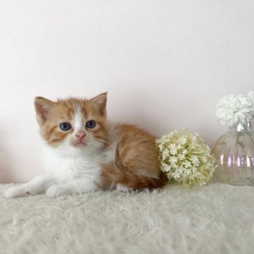 スコティッシュフォールド(立ち耳)【北海道・男の子・2025年9月21日・レッドタビー&ホワイト】の写真「人気のレッドタビー＆ホワイトの男の子✨」