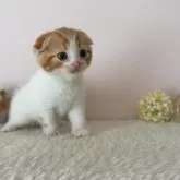 スコティッシュフォールド(折れ耳)