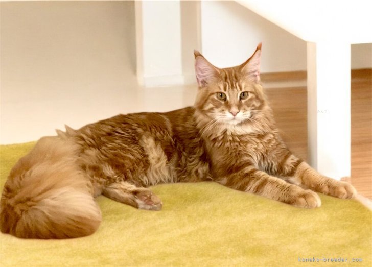 カンタ｜尾崎　玲子(おざき　れいこ)ブリーダー(栃木県・メインクーンなど・ECC/SPCF登録)の紹介写真4