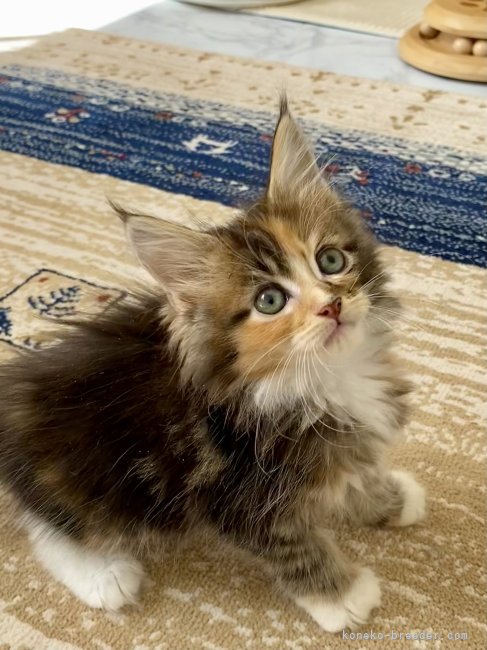 尾崎　玲子(おざき　れいこ)ブリーダー(栃木県・メインクーンなど・ECC/SPCF登録)の紹介写真7