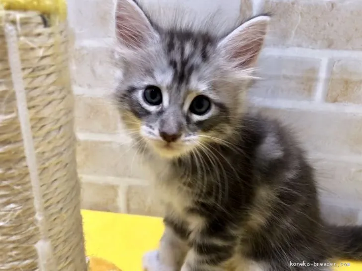 ID：1905-00766の子猫