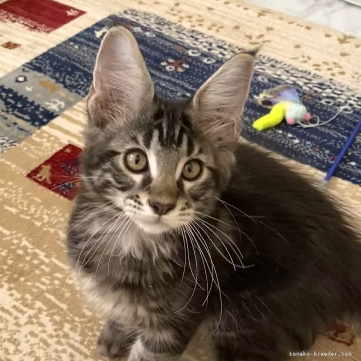 ID:2411-00681の子猫