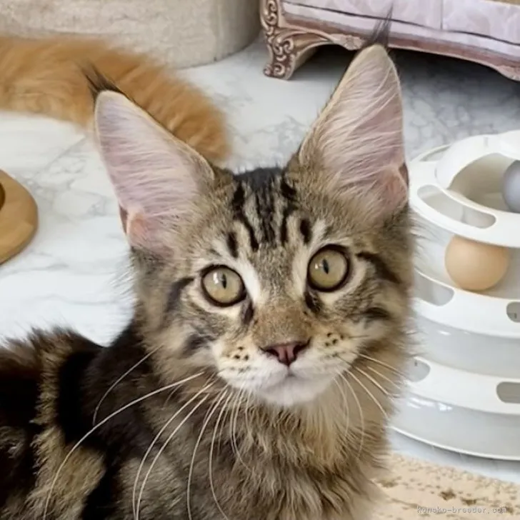 ID：2305-03022の子猫