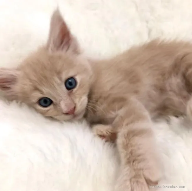 ID：2001-01002の子猫