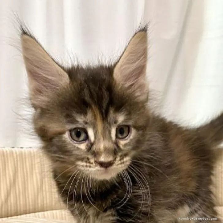 ID:2302-01670の子猫