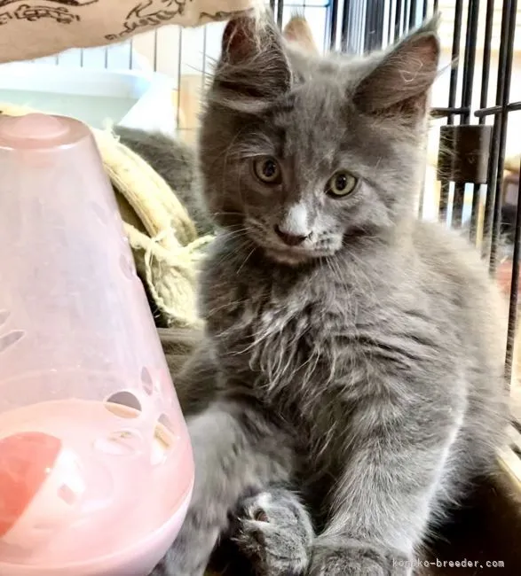 ID:2111-02002の子猫