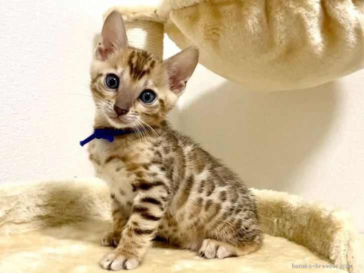 ID：2102-00085の子猫