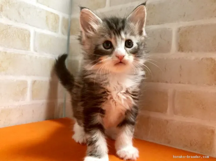 ID：1907-01065の子猫