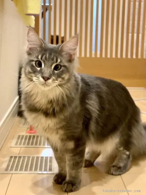 ID:2204-00560の子猫