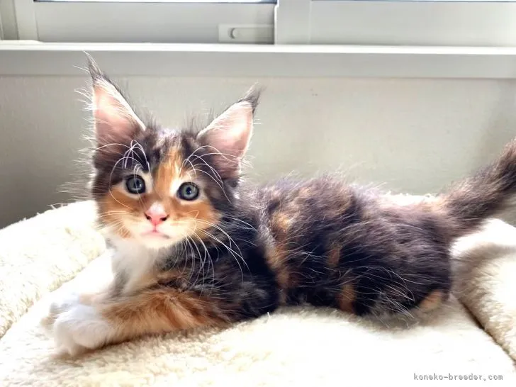 ID：2108-02622の子猫