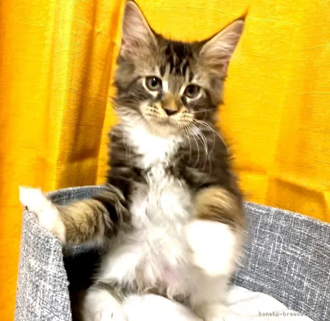 ID:2112-00535の子猫