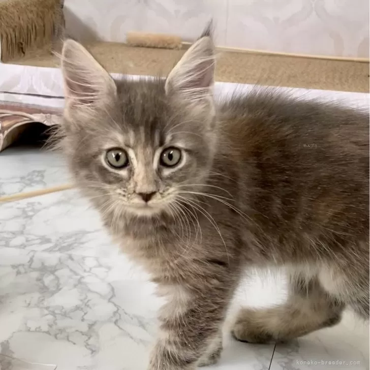 ID:2309-01114の子猫