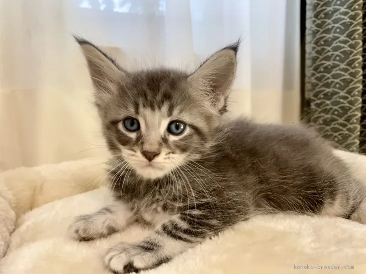 ももたろうママ 様のお迎えした子猫