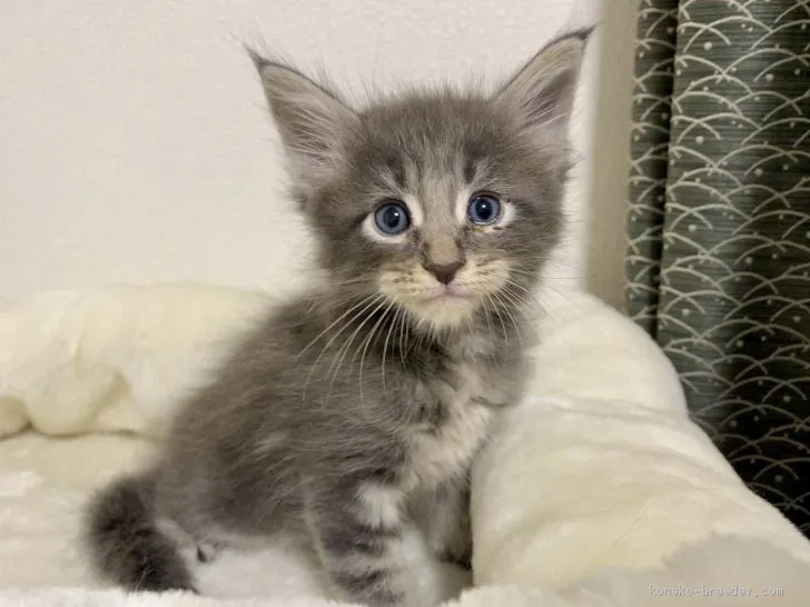 ID：2102-00625の子猫