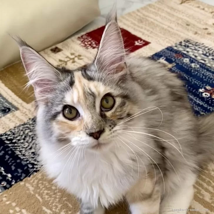 ID：2403-01718の子猫