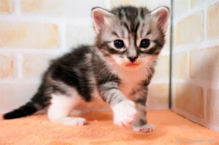 ID：1901-00622の子猫