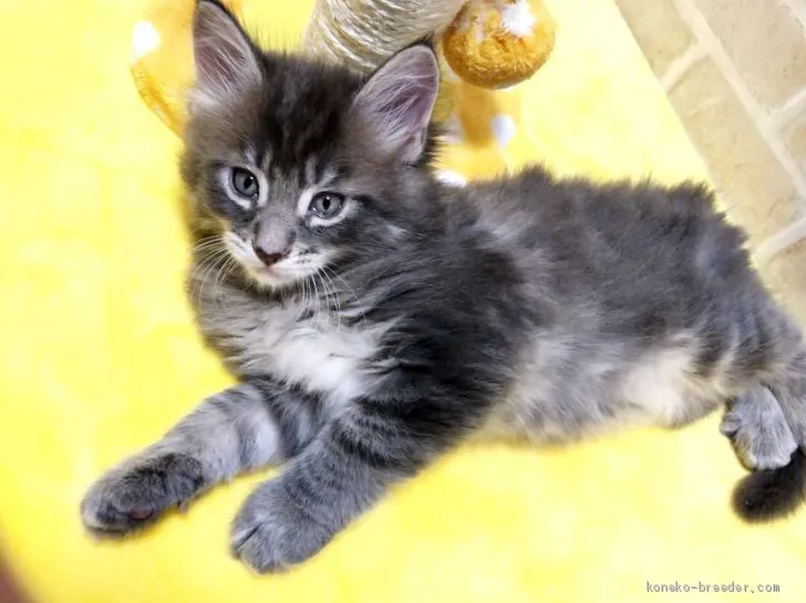 ID：1905-00764の子猫