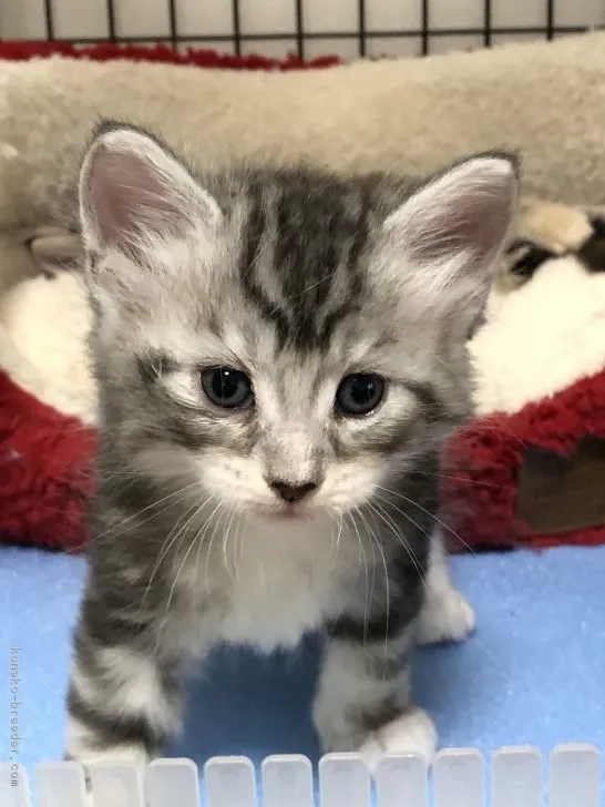 ID：1903-01404の子猫