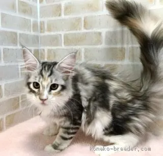 ID:1909-01258の子猫