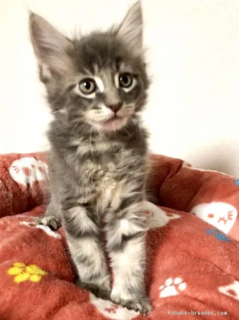 ID：1903-01105の子猫