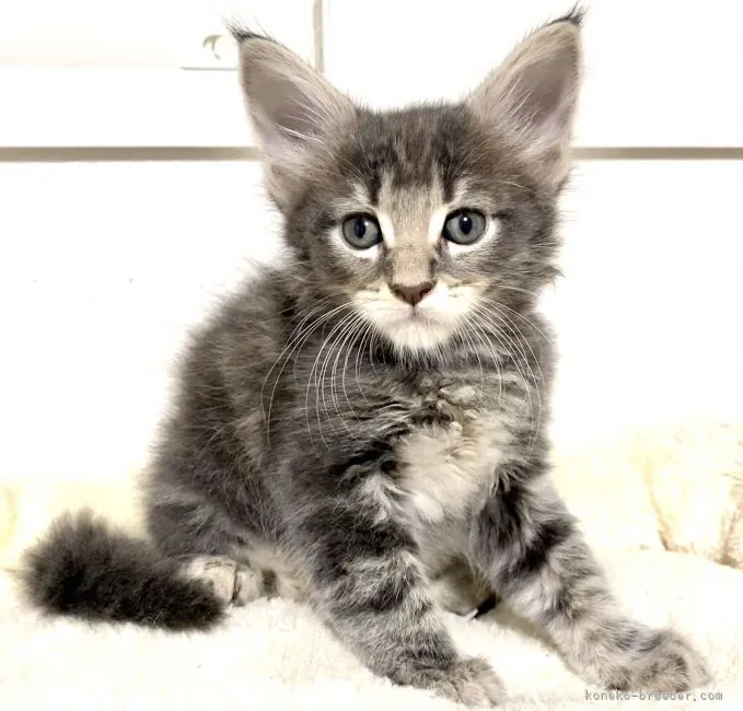 ID:2108-01406の子猫