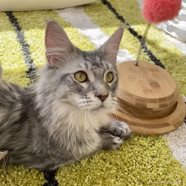 ID:2209-01189の子猫