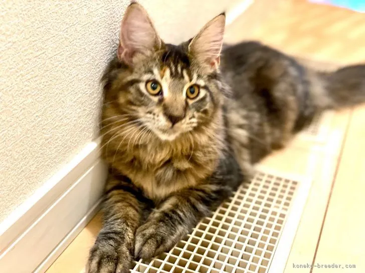 ID:2109-02662の子猫