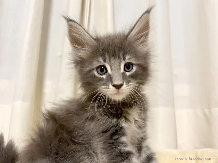 まるちゃん 様のお迎えした子猫