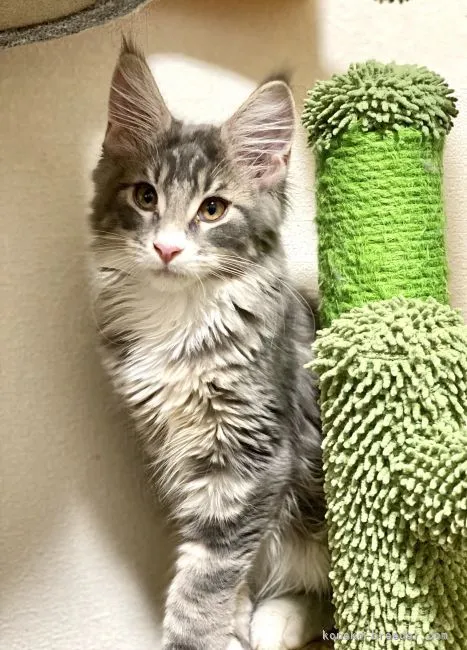 ID：2111-02006の子猫