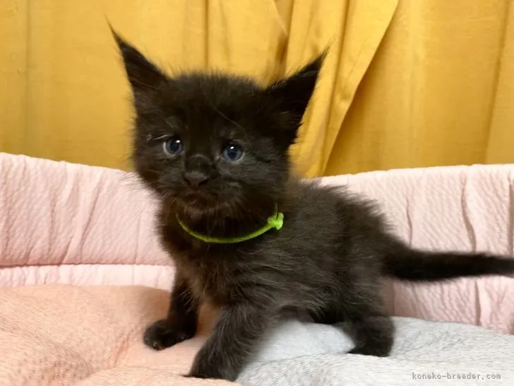 hana 様のお迎えした子猫