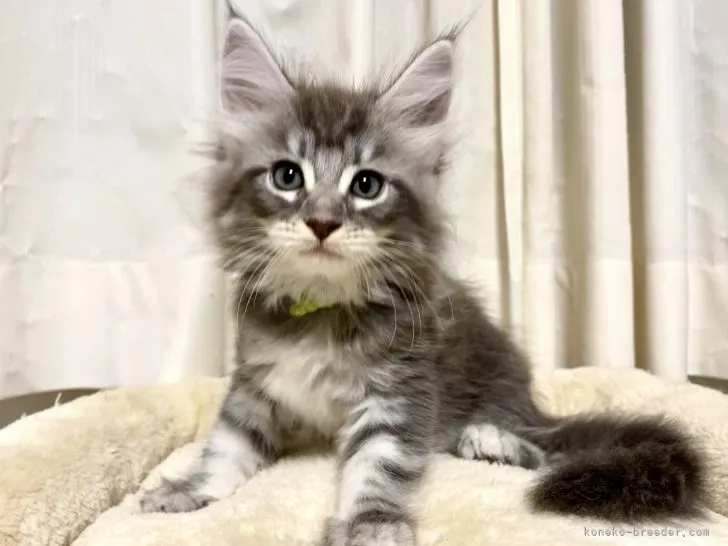 ID:2109-02653の子猫