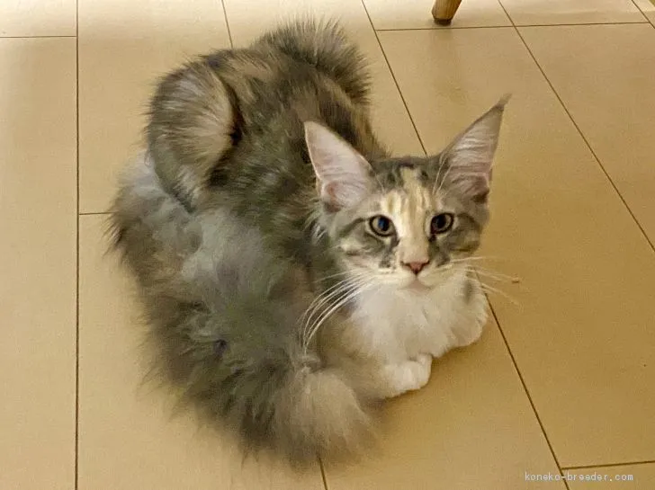ID:2001-01138の子猫